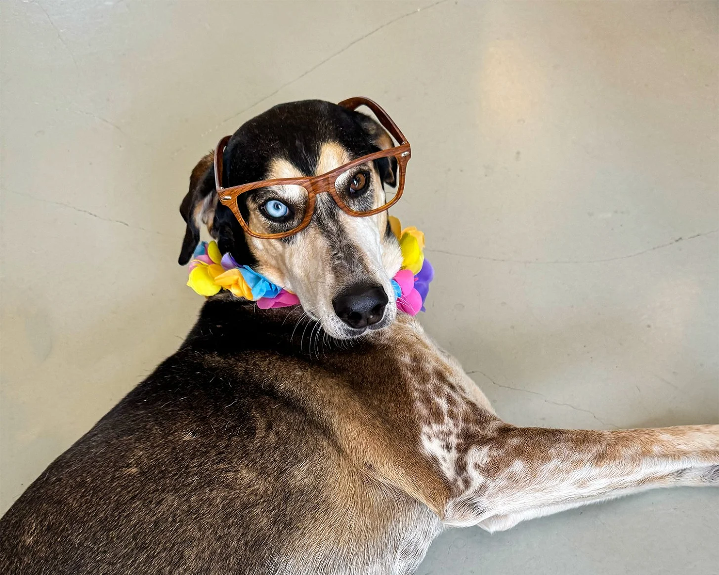 Hund mit Hornbrille und Blumenkette liegt entspannt am Boden