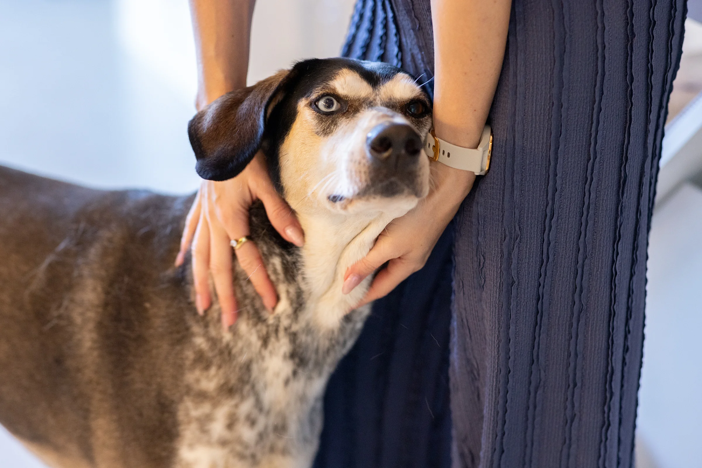 Agenturhund Inge lehnt sich an ein Bein, zwei Hände halten sanft ihren Kopf